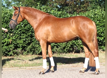 Hanovrien, Jument, 5 Ans, 168 cm, Alezan