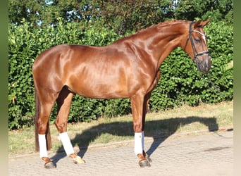 Hanovrien, Jument, 5 Ans, 168 cm, Alezan