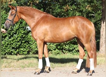 Hanovrien, Jument, 5 Ans, 168 cm, Alezan