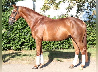 Hanovrien, Jument, 5 Ans, 168 cm, Alezan