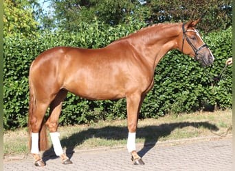 Hanovrien, Jument, 5 Ans, 168 cm, Alezan