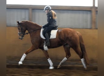 Hanovrien, Jument, 5 Ans, 168 cm, Alezan