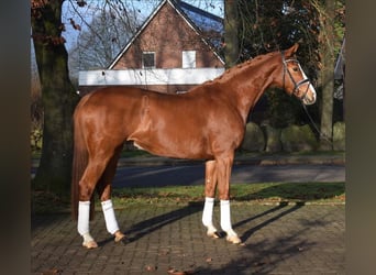 Hanovrien, Jument, 5 Ans, 168 cm, Alezan