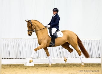 Hanovrien, Jument, 5 Ans, 168 cm, Alezan