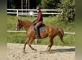 Hanovrien, Jument, 5 Ans, 168 cm, Alezan