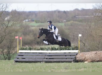 Hanovrien, Jument, 5 Ans, 168 cm, Bai brun