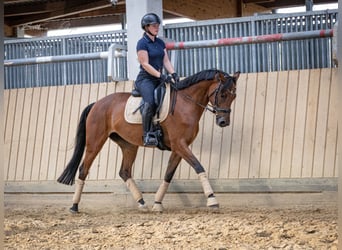 Hanovrien, Jument, 5 Ans, 168 cm, Bai brun