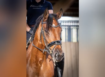 Hanovrien, Jument, 5 Ans, 168 cm, Bai brun
