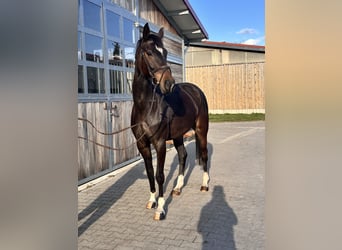 Hanovrien, Jument, 5 Ans, 168 cm, Bai brun