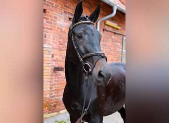 Hanovrien, Jument, 5 Ans, 168 cm, Bai brun