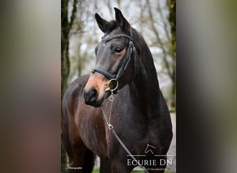 Hanovrien, Jument, 5 Ans, 168 cm, Bai brun foncé