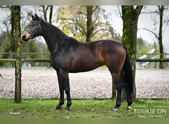 Hanovrien, Jument, 5 Ans, 168 cm, Bai brun foncé
