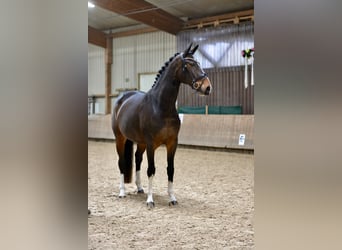 Hanovrien, Jument, 5 Ans, 168 cm, Bai