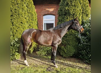 Hanovrien, Jument, 5 Ans, 168 cm, Bai