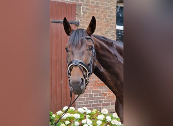 Hanovrien, Jument, 5 Ans, 168 cm, Bai