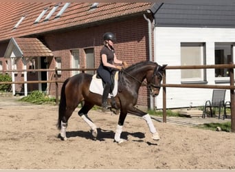 Hanovrien, Jument, 5 Ans, 168 cm, Bai