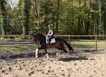 Hanovrien, Jument, 5 Ans, 168 cm, Bai