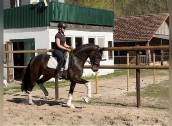 Hanovrien, Jument, 5 Ans, 168 cm, Bai
