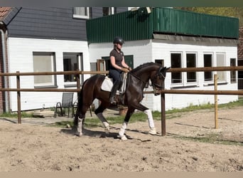 Hanovrien, Jument, 5 Ans, 168 cm, Bai