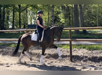 Hanovrien, Jument, 5 Ans, 168 cm, Bai