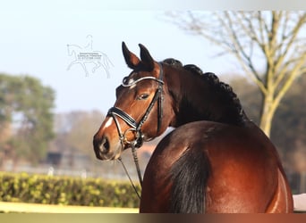 Hanovrien, Jument, 5 Ans, 168 cm, Bai