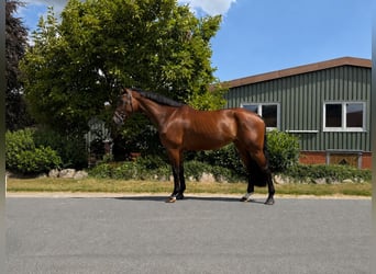 Hanovrien, Jument, 5 Ans, 168 cm, Bai