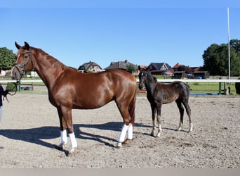 Hanovrien, Jument, 5 Ans, 168 cm