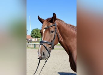 Hanovrien, Jument, 5 Ans, 168 cm