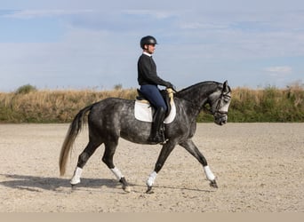 Hanovrien, Jument, 5 Ans, 168 cm, Gris pommelé