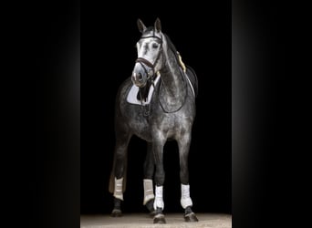 Hanovrien, Jument, 5 Ans, 168 cm, Gris pommelé