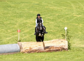 Hanovrien, Jument, 5 Ans, 168 cm, Noir