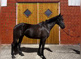 Hanovrien, Jument, 5 Ans, 168 cm, Noir