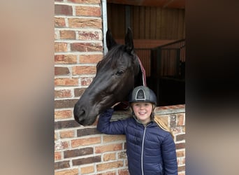 Hanovrien, Jument, 5 Ans, 168 cm, Noir