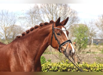 Hanovrien, Jument, 5 Ans, 169 cm, Alezan brûlé