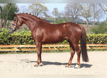 Hanovrien, Jument, 5 Ans, 169 cm, Alezan brûlé