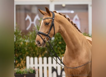 Hanovrien, Jument, 5 Ans, 169 cm, Alezan