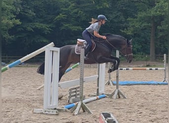 Hanovrien, Jument, 5 Ans, 169 cm, Bai brun
