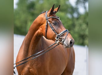 Hanovrien, Jument, 5 Ans, 169 cm, Bai brun