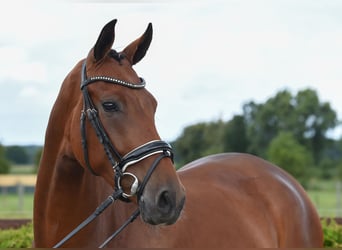 Hanovrien, Jument, 5 Ans, 169 cm, Bai