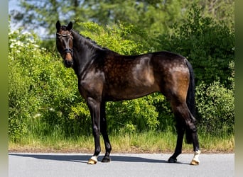 Hanovrien, Jument, 5 Ans, 169 cm, Bai
