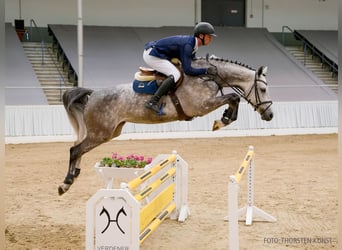 Hanovrien, Jument, 5 Ans, 169 cm, Bai