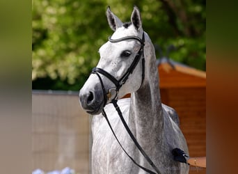 Hanovrien, Jument, 5 Ans, 169 cm, Bai