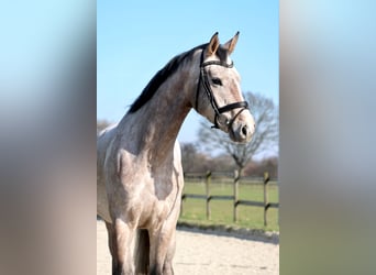 Hanovrien, Jument, 5 Ans, 169 cm, Gris