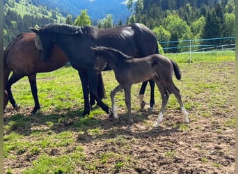 Hanovrien, Jument, 5 Ans, 169 cm, Noir