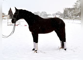 Hanovrien, Jument, 5 Ans, 169 cm, Noir