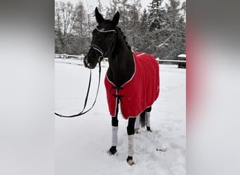 Hanovrien, Jument, 5 Ans, 169 cm, Noir