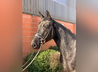 Hanovrien, Jument, 5 Ans, 169 cm, Noir