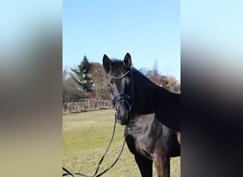 Hanovrien, Jument, 5 Ans, 169 cm, Noir