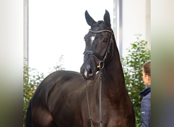 Hanovrien, Jument, 5 Ans, 169 cm, Noir