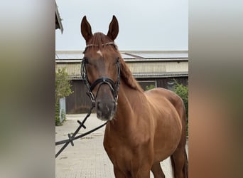 Hanovrien, Jument, 5 Ans, 170 cm, Alezan brûlé